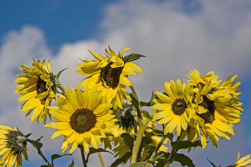Magnificent sunflowers in front of impressive blue cloudy sky