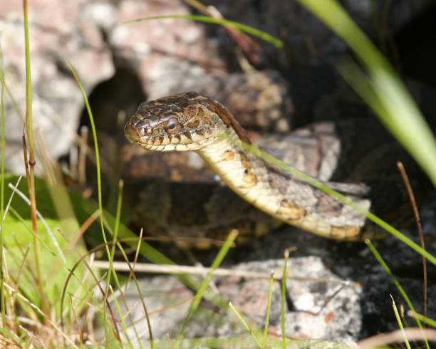 istock Reptiles and Amphibians 1136620973