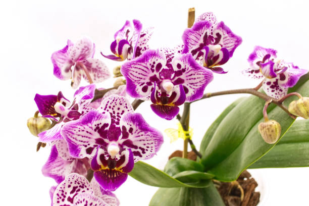 istock The spotted moth orchid flower branch 1136622727