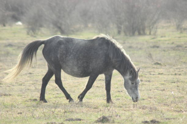 istock Wild Horses grazing in their grassy pasture 1136623313