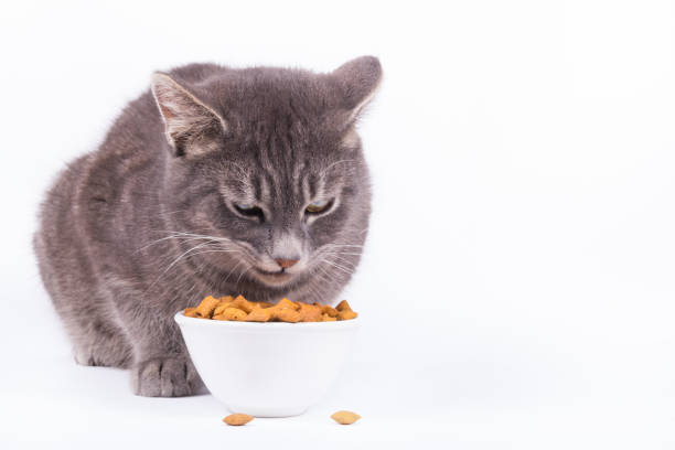 istock Gray cat eating feed. Terrible gray cat. Angry cat eating from bowl 1136624464