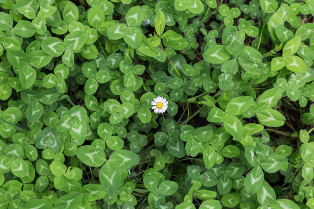 green background of clovers with a lonely daisy stock photo