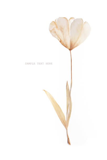 Pressed and dried tulip flowers on white background. For use in scrapbooking floristry or herbarium.