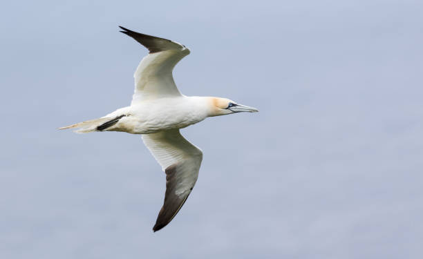 istock Lone northern gannet gliding on the wind along a cliff on the Shetland Islands 1136628082