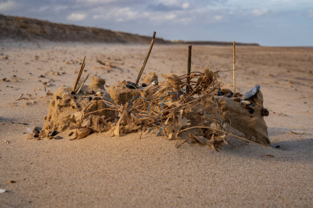 グレートヤーマス、ノーフォーク、イングランド、英国 - sandcastle beach norfolk sand ストックフォトと画像