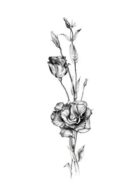 Hand drawn dotwork graphic flowers