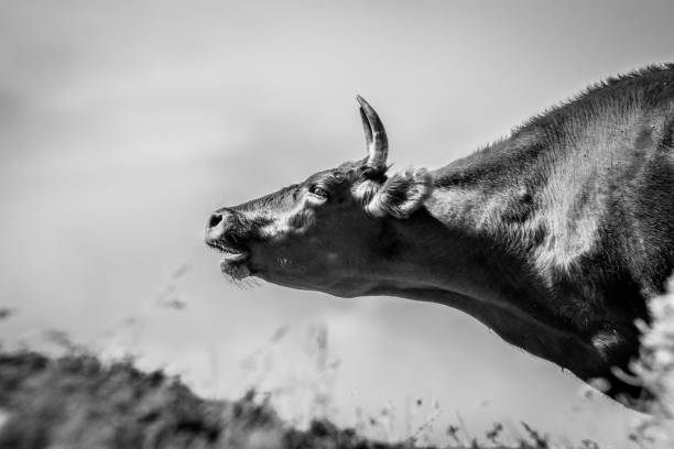 istock Cows at a watering place drink water and bathe during strong heat and drought 1136628549