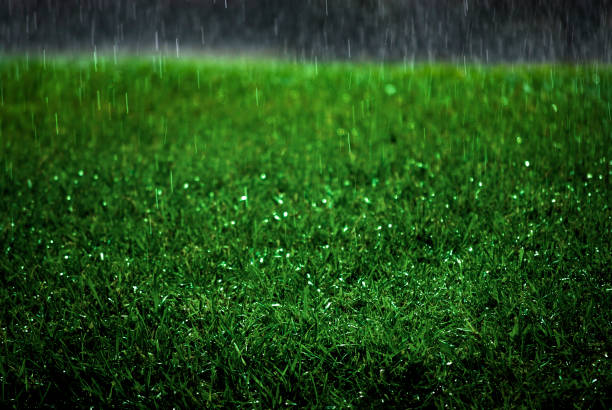 drops of dew on the morning green grass