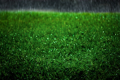 Rain drops falling on lush green grass lawn rainstorn storm drips water refreshing