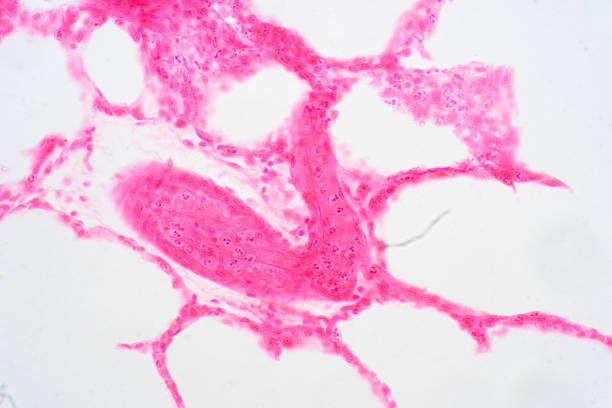 istock Human lung tissue under microscope view. Lungs are the primary organs of the respiratory system in humans and many other animals 1136629306