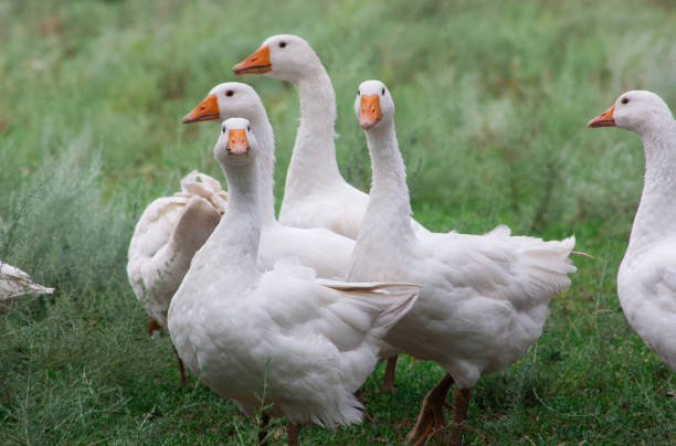 istock Domestic Geese in the grass 1136631552
