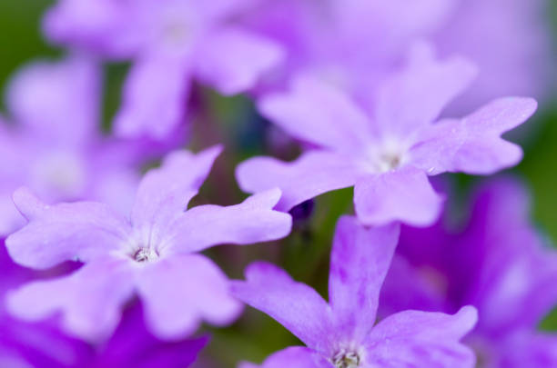 istock Small purple flowers, Verbena (Verbena bonariensis) 1136631619