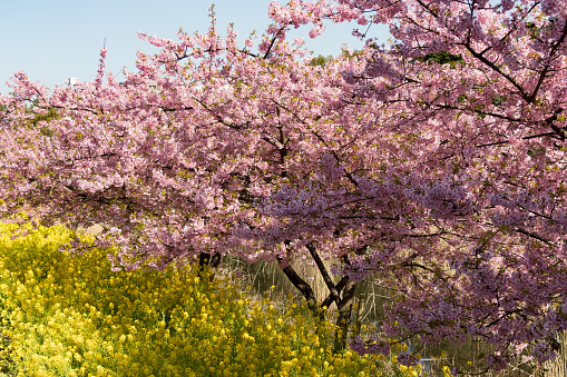 Kawazu cherry blossoms and rape blossoms, Ichikawa city, Chiba Prefecture, Japan