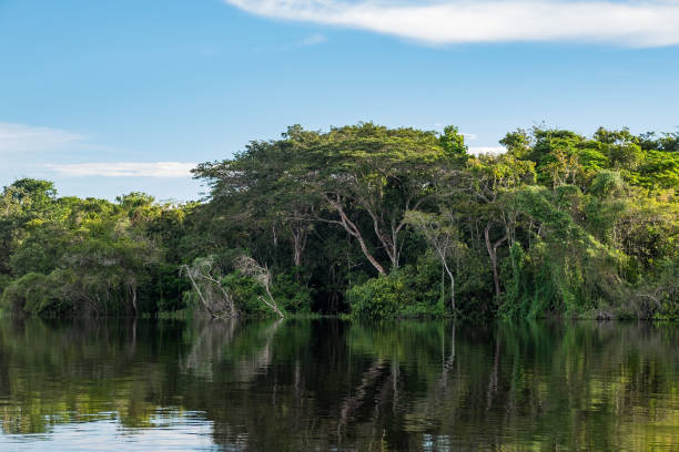 istock The rainforest reflected in the lake 1136632580