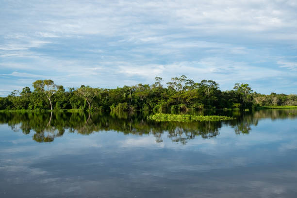 istock The rainforest reflected in the lake 1136632581