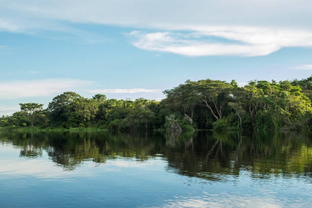 istock The rainforest reflected in the lake 1136632684