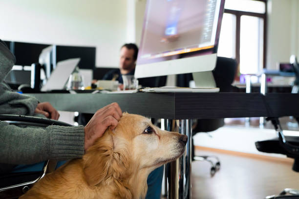 Man working at home office with Golden Retriever dog