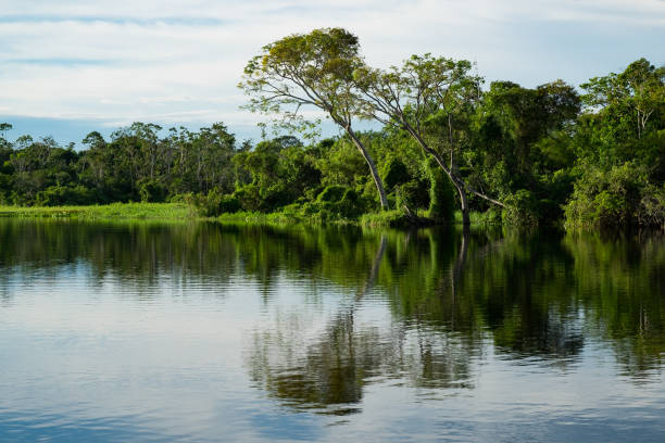 istock The rainforest reflected in the lake 1136632787