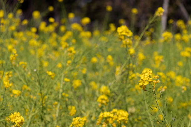 istock Rape blossoms, Ichikawa City, Chiba Prefecture, Japan 1136633360