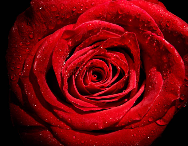 istock flower rose petal blossom red nature beautiful background 1136634309