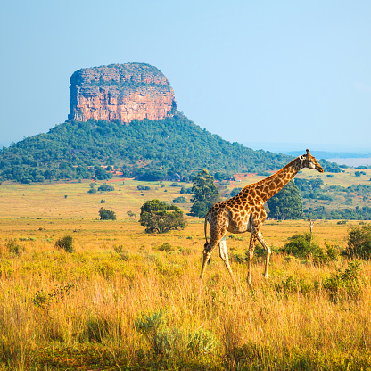 Giraffe (Giraffa Camelopardalis) walking through the African Savannah with a butte geological formation in the background inside the Entabeni Safari Reserve, Limpopo Province, South Africa.