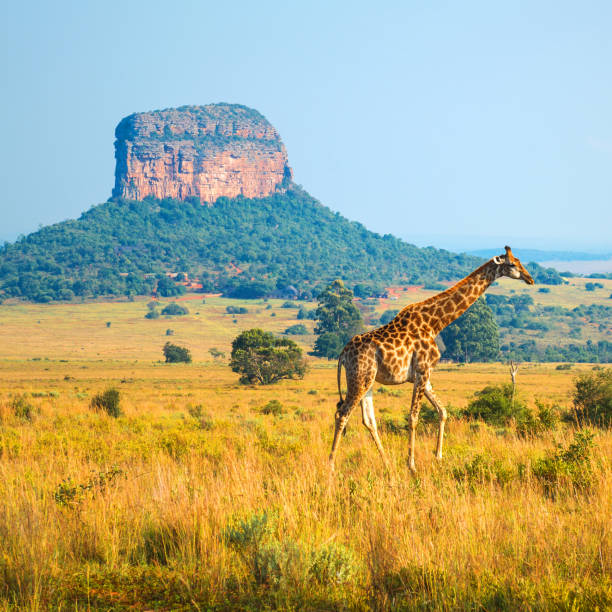 Giraffe in South Africa Giraffe (Giraffa Camelopardalis) walking through the African Savannah with a butte geological formation in the background inside the Entabeni Safari Reserve, Limpopo Province, South Africa. drakensberg mountain range stock pictures, royalty-free photos & images