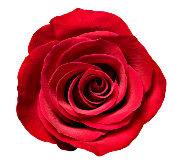 istock flower rose petal blossom red nature beautiful background 1136634616