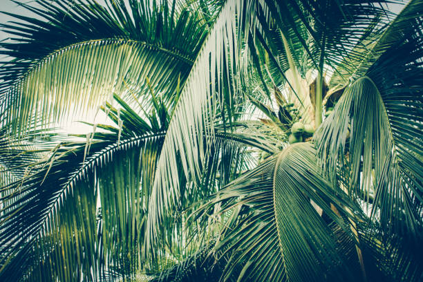 istock Coconut palm tree foliage under sky. Vintage background. Retro toned poster. 1136636010