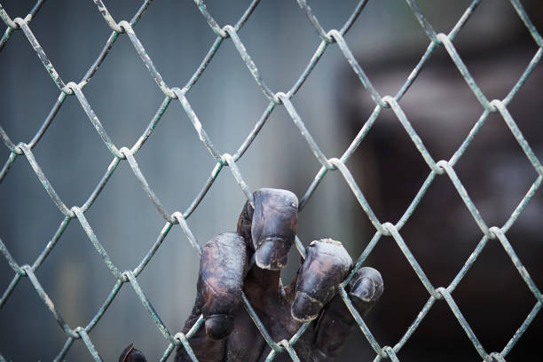 little monkey hanging around  in cage at zoo