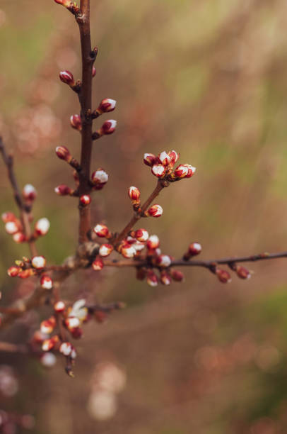 istock Cherry branch close up with buds and blooming white flowers 1136637325