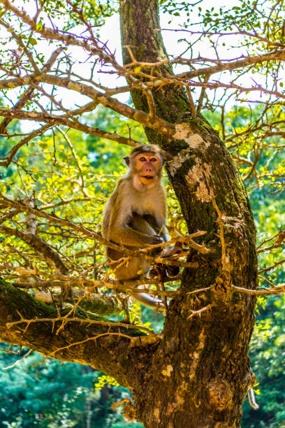 istock Monkeys in Sigiriya, Sri lanka 1136637389