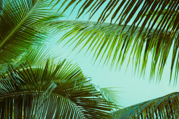 istock Coconut palm tree foliage under sky. Vintage background. Retro toned poster. 1136637662