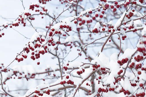 Red berries on a crab apple tree in winter.