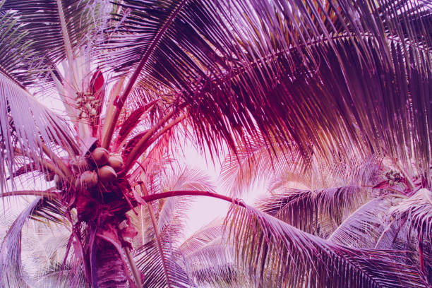 istock Coconut palm tree foliage under sky. Vintage background. Retro toned poster. 1136637756