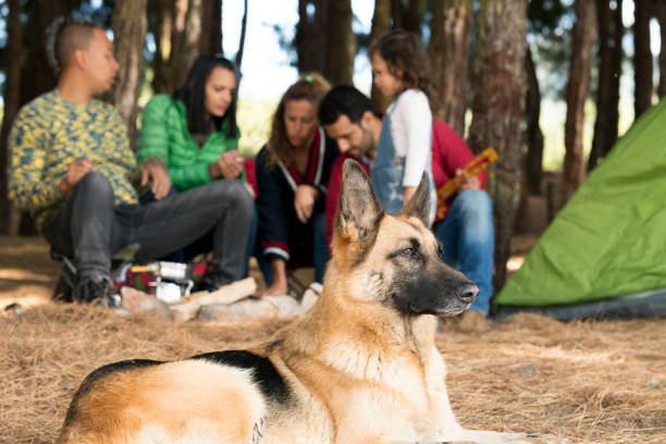 Group of friends, interracial, young, a little girl of three years with his parents, his beautiful German shepherd dog, all enjoying a beautiful day of camping, in the countryside, on a cold day, smiling all, happy