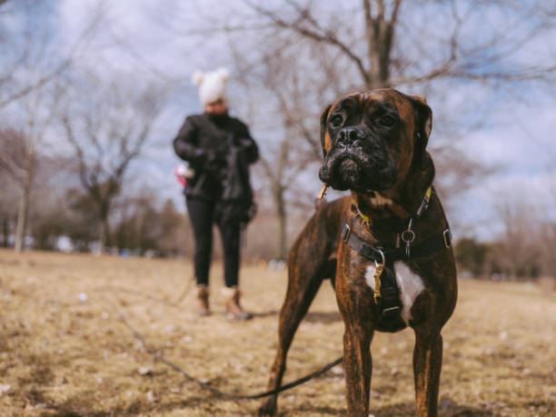 istock Female dog trainer with young boxer dog 1136639818