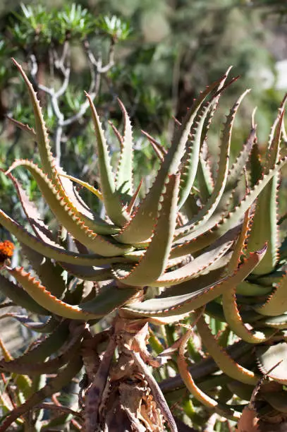 Photo of Aloe Vera