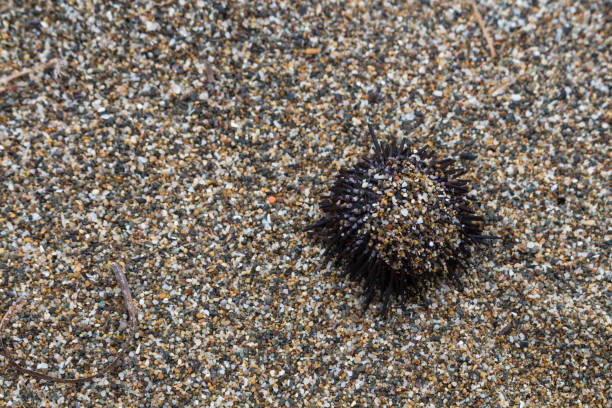 istock Ecology: beach discoveries - dead sea urchin 1136641074