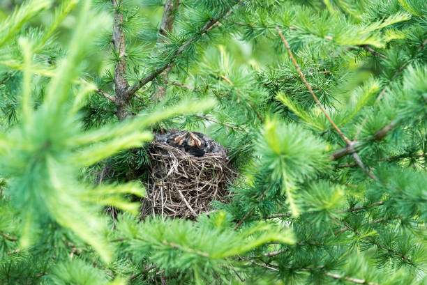 istock The fledgling are sitting in the nest on the tree 1136642067