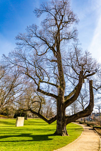 istock Beautiful view of an impressive leafless tree with green grass next to a dirt path 1136642123