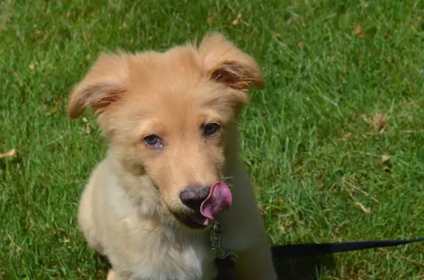 Adorable Toller puppy dog licking his chops with his pink tongue.