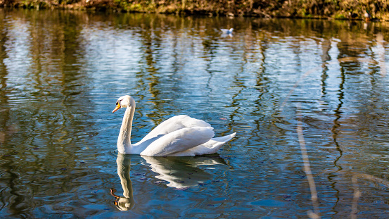 Beautiful white swan calmly swimming in a lake reflecting in the water, wonderful sunny day in Meerssen South Limburg in the Netherlands Holland