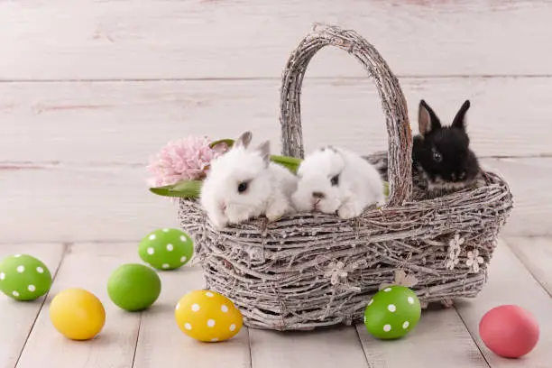Easter basket with cute baby bunny rabbits and flowers on white planks. Easter holiday concept.