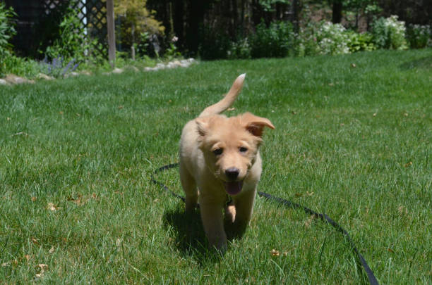 istock Really Sweet Faced Toller Puppy Dog 1136642631
