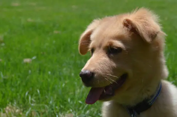 Adorable Nova Scotia Duck Tolling Retriever puppy dog with his tongue sticking out.