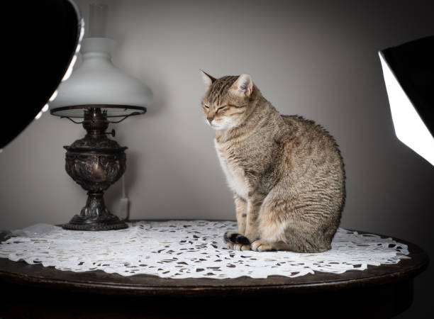 istock Cat portrait in home photo atelier studio. 1136642786