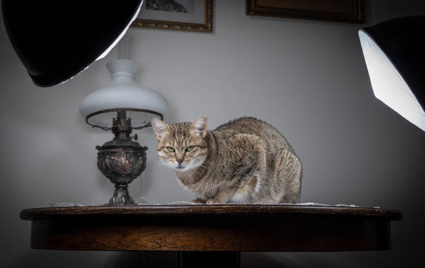 istock Cat portrait in home photo atelier studio. 1136642854