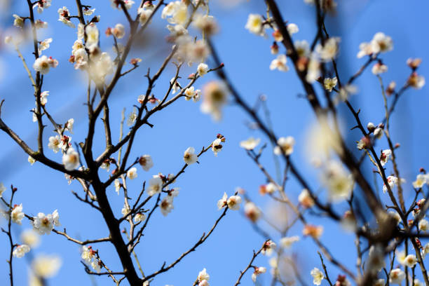 istock Beautiful white plum blossoms in park with blue sky background 1136642858