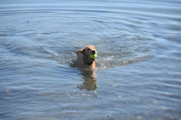 Cute toller puppy playing in the ocean with a tennis ball.