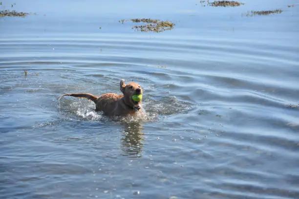 Yarmouth toller puppy dog fetching a ball from the water.